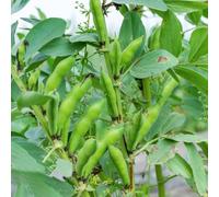 fava balcone serra semi inverno semi biologici decorativi varietà tradizionali giardino 5pcs