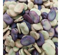 Fava Maior Harz 20 kg 70€ Coltiv In Pugla La Più Gigante La Più Antica SpGratis