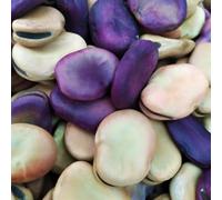 Fava Maior Harz 5kg 23€ Coltivata In Pugla La Più Gigante La Più Antica Sp Grat