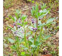 fava semi biologici balcone serra inverno semi di varietà tradizionali 12pcs