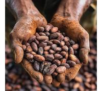 Fave di Cacao Rare Cuyagua Single Origin - Venezuela | Criollo/Trinitario | 100% Naturali, Non Tostate | Qualità Professionale per Bean to Bar e Trasformazione | Confezione da 1 kg - Fruttèo