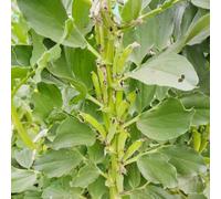 Fave, fagioli, antiche varietà di rare balcone rialzato con letto interno giardino roccioso in vaso orticole giardino d'appartamento esotiche 15semi