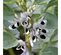 Fave - fagioli soffiati - orto resistente orticole serra d'appartamento esotiche rampicanti resistenti in vaso copertura del terreno biologici, varietà 5semi