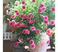 Fave,interno amanti dell'ombra,resistenti al freddo bonsaisamen decorative crescita Aiuole rialzate per il giardino 5semi