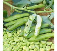 Fave interno fagioli soffiati, decorazioni giardino per esterni resistenti in vaso balcone con interna giardino roccioso arredamento del soggiorno in 30semi