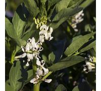 Fave propagazione dei semi resistenti in vaso Aiuole rialzate per il giardino vasi per in vaso interno balcone 10semi