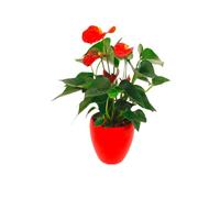 Faxiflora Pianta di anthurium rosso