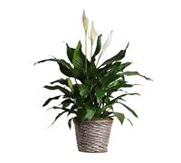Faxiflora Pianta di Spathiphyllum