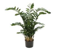 Faxiflora Pianta di Zamioculcas