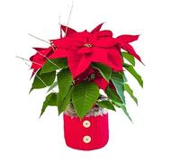 Faxiflora Stella di Natale rossa in confezione natalizia