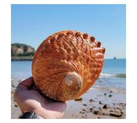 FBHFSUIEF Conchiglie Decorative, Conchiglia di Abalone Naturale Grande 15-16 cm, con Fori Multipli, for Decorazioni for Feste, Matrimoni e casa