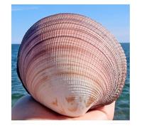 FBHFSUIEF Conchiglie Decorative, Grandi Conchiglie Decorative, Marine Naturali Rare da 8 a 10 cm for Decorazioni Nuziali, Feste a Tema Spiaggia, acquari