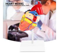 Fdit Dimensione Modello Cardiaco per L'educazione del Paziente o Test Anatomici, Materiale Ecologico in PVC