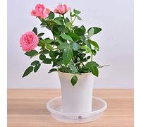Fdit Sottovasi per Piante Trasparenti da 10 Pezzi, Vassoi Raccogligocce in Plastica per Vasi da Fiori da 21 Cm, con Fondo a Coste, per Uso Interno Ed Esterno. (White)
