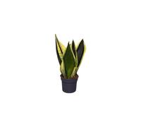 Febo Garden Sansevieria trifasciata 'Black Gold', Verde Scuro con Bordo Giallo, Vaso 9 cm, per Casa e Ufficio