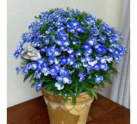 fedele agli uomini - balcone recisi ornamentali per zone soleggiate balcone insoliti primaverili, resistenti in vaso Decorazioni autunnali per un 125semi