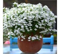 fedele agli uomini - Decorazioni autunnali per un giardino resistente semi di tappezzanti resistenti al freddo giardino, balcone ombra semi di 225semi