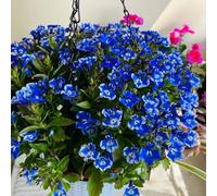 fedele agli uomini - Decorazioni autunnali per un giardino resistente semi di tappezzanti resistenti al freddo balcone insoliti sul 550semi