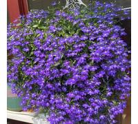 fedele agli uomini - ombra semi di selvatici resistenti esterno in vaso per l' di semi decorazione organica per balcone 800semi