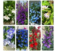 fedele agli uomini - primaverili, resistenti in vaso decorativo di selvatici esotici Decorazioni autunnali per un giardino resistente 400semi