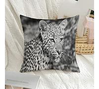 Federa per cuscino Decorativa Federa quadrata Morbida Africa Giovane leopardo Parco nazionale Kruger Animali del sud Fauna selvatica Africana Grande Botswana Federa asciutta per divano Camera da let
