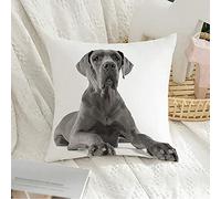 Federa per cuscino Decorativa Federa quadrata Sensazioni morbide Great Breed Dane Sdraiato Bianco Pavimento da studio Animali Fotografia istica Adorabile federa attenta per divano Camera da l