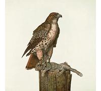 Federale - No Justice