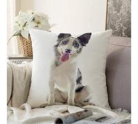 Federe Cuscini One Blue Beautiful Purebred Border Collie Front White Animals Wildlife Gray Canine Cute Dog Eyes Cuscino Decorativo Colorate Federa Moderno Copricuscini per Divano Ufficio 45X45CM