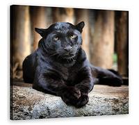Feeby Tela immagini Puma Gatto selvatico Predatore 50x50 cm Quadro Foto d'Arte Natura Esotismo Animale nero