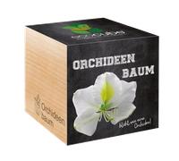 Feel Green - Ecocube, Albero di Orchidee, Idea Regalo (100% Ecologica), Kit per Far Crescere la Propria pianta, Piante in cubi di Legno da 7,5 cm, Prodotto in Austria