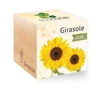 Feel Green New Grow Your Own, Girasole