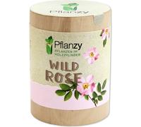 Feel Green Pflanzy - Rosa Selvatica - 1 pz.