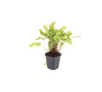 Felce Asplenium Scolopendrium, da Ombra, Verde, Set da 12 Pezzi, Vaso 9cm