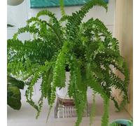 felce spada insoliti,facili ufficio,giardino resistenti,a crescita balcone,ombra Arredamento moderno per il soggiorno 80semi