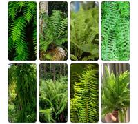 felce spada - perenne resistenti giardino riverdimento tetti semi verdi, interni resistenti giardino 65pcs