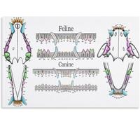 Feline Canine Veterinary Chart Poster Animal Anatomy