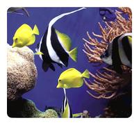 Fellowes 5909301 Tappetino Mouse Ecologico Earth Series, Sotto il Mare