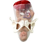 Femmina Ostetrica Bacino Bambola Modello Ostetriche Formazione Modello, Parto Modello, Modello di anca Fetale con Bambola/Cordone ombelicale/Amnios/Placenta/Bacino