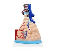 FENGJISUN Strumenti di Insegnamento Modello Alveolare del Corpo Umano di Ingrandimento Sistema Respiratorio Anatomia Modello Formazione Anatomia