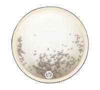 Fenteer Wave Bead Sea Drum Sea Sound Drum 6 "Early Learning Music Percussion Wave Sea Drum Musical Educational Strumento per Regali per Bambini Adulti