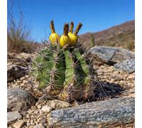Ferocactus townsendianus (Santa Rita) SEEDS - - SEMI di Cactus Raro