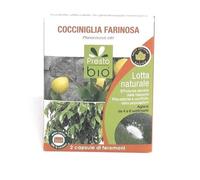 Feromone contro Cocciniglia Farinosa Ueber