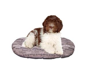 FERPLAST - Cuccia per cani e gatti - Cuscino per cani di medie dimensioni - Materassino per cani - Tappetino per cucce e auto - Morbido letto per cani - Relax, 78 x 50 CM, MARRONE