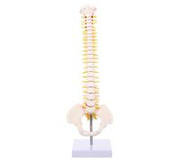 FESTFENDS Anatomico Dettagli Anatomici 45cm della Colonna Vertebrale in Pvc e Superficie Liscia per Pratica