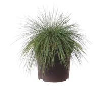 Festuca, blu festuca, Elijah Blue, erba ornamentale, aghi blu, facile da pulire, resistente all'inverno, pianta decorativa