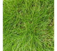 Festuca gautieri - 6 piante - Ø 9 cm - altezza 10-25 cm - erba decorativa sempreverde - facile da pulire e compatibile con la siccità per aiuole e giardino roccioso