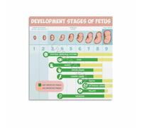 Fetal Development Stages Poster Pregnancy Growth Chart Conception to Birth Timeline Wall-Art for Nursery Living Room Bedroom Decor
