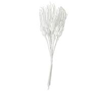 Fêter et recevoir Confezione con 12 spighe di grano bianco Taglia Unica