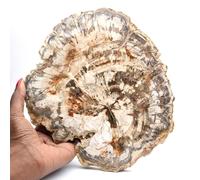 Fetta di legno fossile da collezione, lucidata su entrambi i lati, Madagascar da 1145 grammi e 210 millimetri, Minerale Legno pietrificato del Madagascar, Pietra autentica, Una singola copia, Minerale