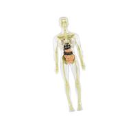 FewNvWa Kit Scientifico da 19 Pezzi con Modello Trasparente della Struttura del Corpo Umano, Struttura Didattica, Modello del Busto per Studenti E Insegnanti, Style B